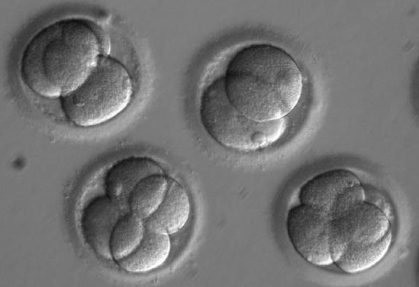 embryo embryo