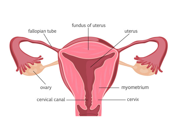 unexplained-infertility-img1-delhi-ivf unexplained-infertility-img1-delhi-ivf